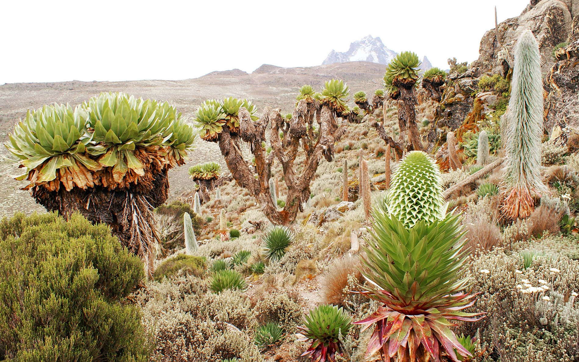 Plant Taxonomy